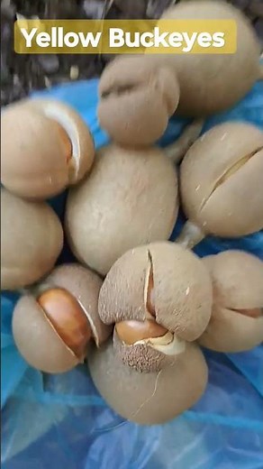 Yellow Buckeye Tree and seeds #gardening #buckeye #trees #nature