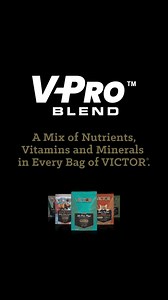 67 reactions · 4 comments | Treat your pet to nutrients that help them thrive. VICTOR’s VPRO Blend supports digestion, immune function and a healthy coat. | VICTOR Super Premium Pet Food | Facebook