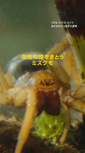 ナショナル ジオグラフィック TV on Instagram: "空気の鎧をまとうミズグモ 「リアル・バグズ・ライフ：虫たちのぶっ飛び大冒険」より 【番組概要】 小さなヒーローたちがスーパーパワーを使って生き延びる、今までに見たこともないミクロな世界へようこそ！キラキラ光るミツバチがジャングルを飛び回る様子や、都会でバンジージャンプをするクモ、村の池の「怪物」の撃退など、最先端の撮影技術と最新の科学により、目の前で起こる驚くべき光景や魅惑のドラマを体験しよう。 (ディズニープラスにて配信中) #ナショジオ #ナショナルジオグラフィック #NationalGeographic #クモ"