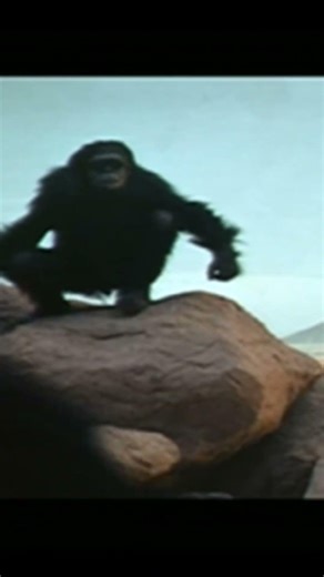 A Space Parody (House of Pain- Jump Around) #funny #comedy #parody #spoof #kubrick #monkey #wtf #ape