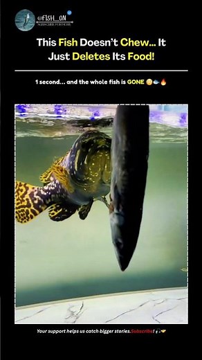 This Fish Eats Other Fish in ONE Second! 😳🔥