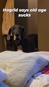 16 reactions | Hagrid just turned 9 last month and he hasn't been able to jump up on our bed anymore. Sadly our bedroom isn't big enough for a Hagrid size ramp. #greatdane #hagridthegreatestdane #hagrid #bigdoglife | The Life Of Hagrid The Great Dane | Facebook