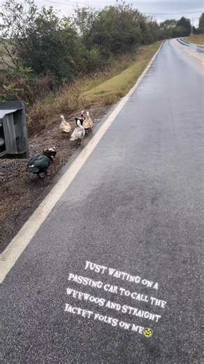 Muscovy ducks for sale CHEAP🙄 #ducks #duck #farmlife #animals #TheLUNAticFarm