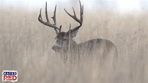 4 Ways to Determine a Buck's Age