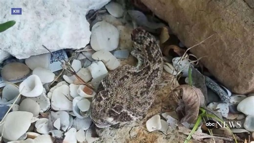 Man bit by severed rattlesnake head nearly dies