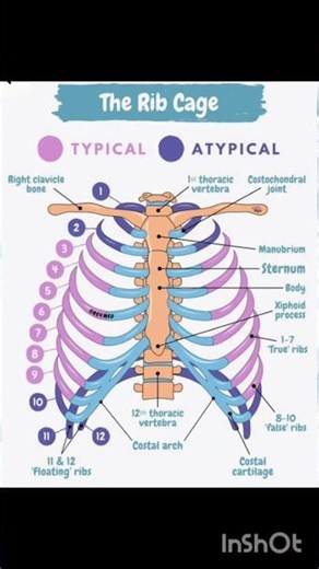 #Bones#SkeletalSystem#HumanSkeleton#BoneAnatomy#BonePhysiology