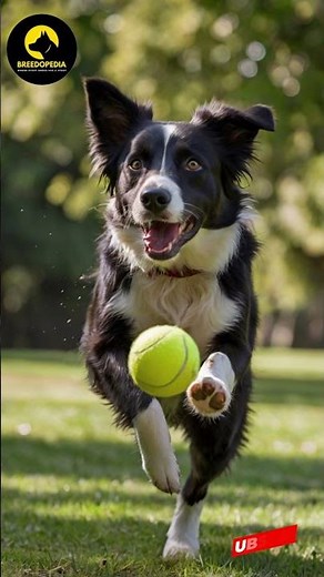 Why Dogs Love to Chase Balls The Truth Behind This Behavior!