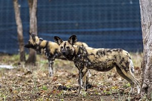 African wild dogs return to southern Malawi for the first time in 20 years