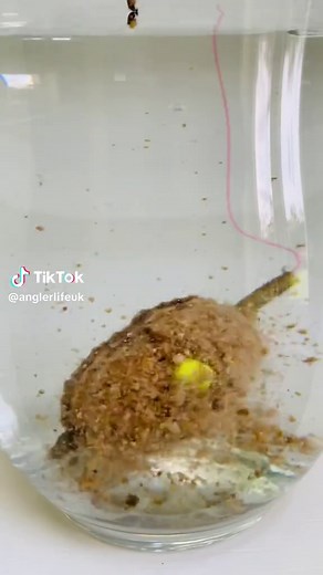 Method Feeder Rigs Testing Underwater for Carp Fishing