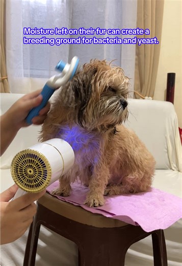 Pet Dryer🐶 #petdryer #petblower #fyp #dogsoftiktok #dog #foryou #petessentials #pet #petsoftiktok #furbaby #furbabylove #furmomlife #furdad #petsupplies #furfriend