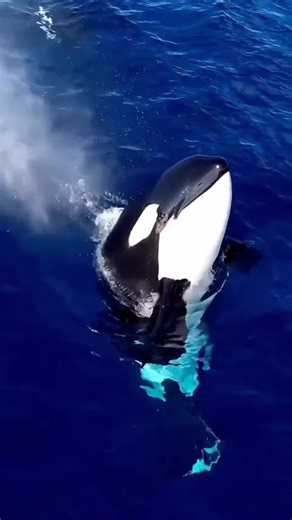 Fascinating Facts About Wildlife and Animals