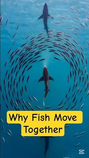 Not instinct. Strategy. Fish move as one to survive chaos.