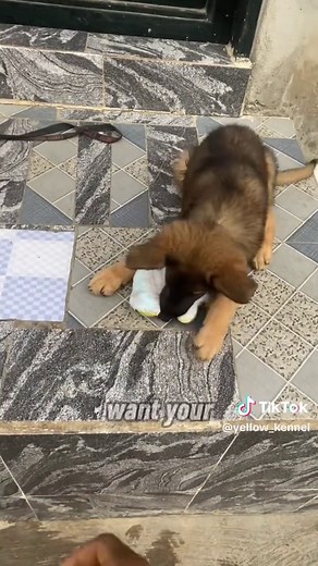 How to Imprint a Guard Dog for Effective Protection