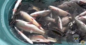Keeping Rainbow Trout Out Of The South Fork Snake River