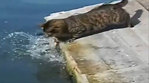 FISHERMAN CAT Love Fishing & Hunting? Then Like Us ╰▶ Hunter & fishing | Hunter & fishing