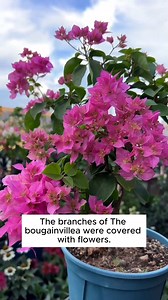 Orange peel helps repel insects #gardening #garden #gardeningtips #gardenlife #gardeninspiration #gardenideas #gardenlove #gardendesign #gardenersofinstagram #gardenersworld #garden_styles #gardenphotography #gardenlovers #gardenerslife #gardenart #gardenbeauty #gardensofinstagram #gardenplants #gardenviews #gardenersparadise #gardenista #gardeningcommunity #gardenloversclub #gardenaddict #gardeners #gardenerslife | Daily Garden Life