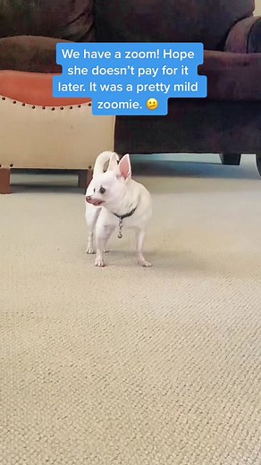 Cautious Zoomies with Queen Chi: A Colorful Game of Zooming