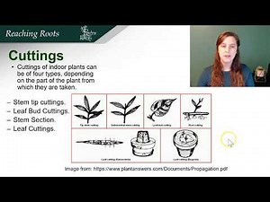 Plant Propagation