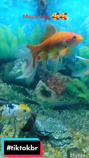 #CurtaCadaMood #fishtok #petlove #aquatiktok #viralizatik