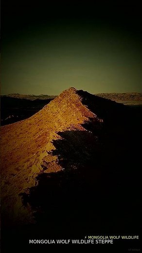 🛸 Seeing Mongolia wolf wildlife steppe Like This Changed Everything