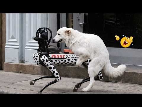 😂 These Dogs Will Make You Lose It Every Single Time! 🐾 (Try Not To Laugh)