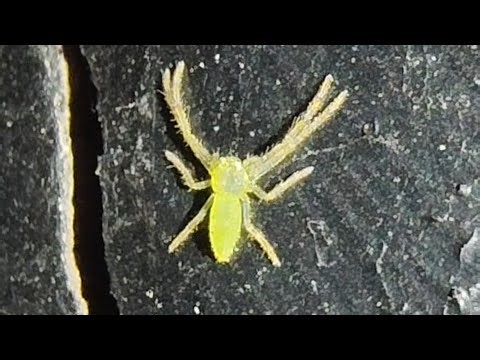 A tiny Green Grass Crab spider (Oxytate sp)