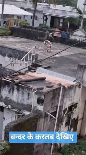बन्दर के करतब देखिए ‪@krishanagrawal7093‬ #viralshort #trending #viral