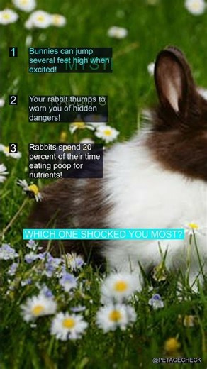 Why does your bunny thump? The truth will surprise you! 👀