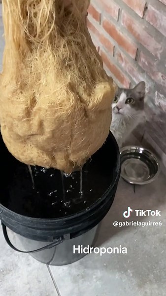 Cultivo de brócoli en hidroponía: El panchito sorprendido