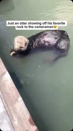 Otters are known for their playful and curious nature, and they often develop a special attachment to certain rocks. These rocks are used by otters as tools, helping them crack open shellfish or other hard foods to access their meals. Sometimes, otters will even carry their favorite rocks around with them, keeping them close like a treasured possession. They might show them off to others or use them repeatedly, showcasing their intelligence and resourcefulness in the wild. Credit unknown Please 