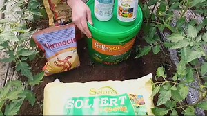 CULTURA DE TOMATE – TRATAMENTE EFICIENTE PENTRU UN ROD BOGAT ! https://www.solarex.ro PRODUSELE SE GASESC IN FITOFARMACII. | Solarex