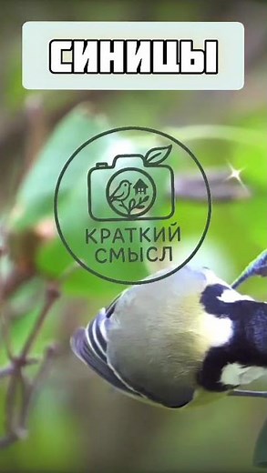 Чем питаются синицы?