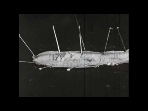 a/v geeks 16mm films: earthworm anatomy & dissection: a 1961 educational film