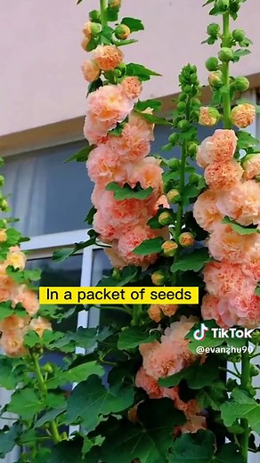 Double-Flowered Hollyhocks Planting Guide for Beautiful Autumn Blooms