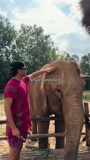 The Dramatic Fail Moment of an Elephant🐘😂🤣#Elephant#funnyElephant#fyp#foryou #viral
