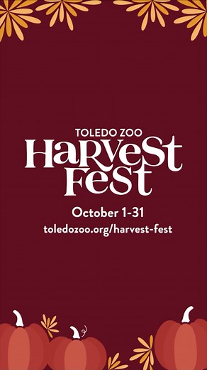 Fall into fun all October long at your Toledo Zoo! Experience Harvest Fest—a fantastic fall festival included with Zoo admission. 🎃🍂🌻🧡 This year, guests can enjoy even more giant pumpkin displays, seasonal concession offerings, musical entertainment, fall animal demonstrations, and much more. Plus, sign up for Harvest Fest education classes and horticulture tours and workshops for even more fall activities. Visit link in bio. #toledozoo #toledoohio #zooanimals #harvestfest #fallfun #fallfest