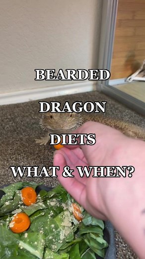 Replying to @the_mossy_brained what a feeding schedule for bearded dragons of different ages should look like! 🦎 thank you for asking, this can be super confusing! #beardeddragon #beardeddragoncare #beardeddragonsoftiktok #reptilemom #reptilesoftiktok