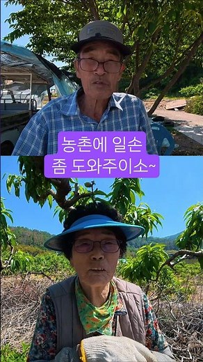 전문가들 투입(함안군농촌일손돕기 26.5.15)#함안 #함안군 #농촌일손돕기 #농촌봉사활동 #함안군청