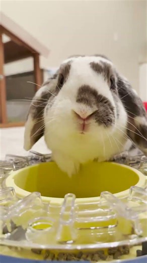 Bini’s new favorite toy!! (Slow feeder)