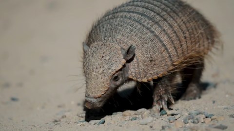 The Armadillo: Close-Up Footage of a Unique Armored Species