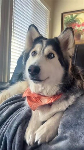 wow I absolutely love this movie “white fang” ‼️ #husky #shorts #youtube #viral #dog #pet #cute