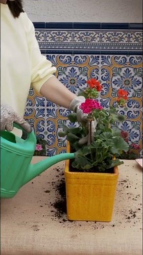 Quick & Easy Geranium Planting 🌺 Perfect for Any Garden