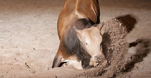 Boi Bandido: conheça a história do mais temido animal dos rodeios no País
