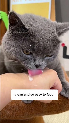 Finally solving my cat’s shedding issues 😮‍💨🐈