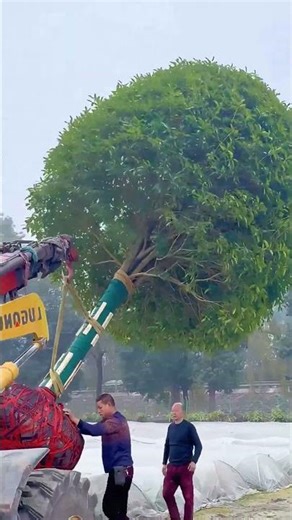 Pro Tree Transplanting Hack: How They Protect Trees with Cloth & Wooden Strips !