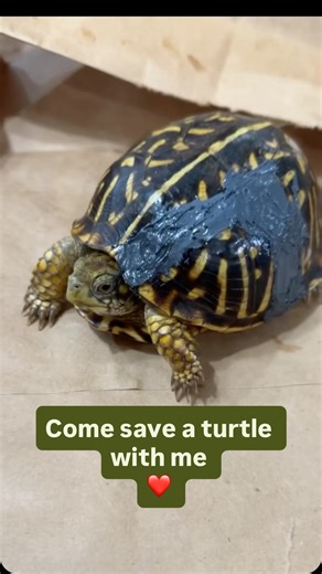 Brittany Tangen on Instagram: "If it’s broken, we shell fix it! Disclaimer: I’m no turtle expert, I just play one on tv. I love that I have a husband who stops to help the helpless creatures of the world. Some people make a point to purposefully drive over animals on the road, while others go out of their way to aid them. We didn’t know much about broken turtle shells prior to Carl entering our lives, but we’re thankful that the steps we took seemed to give this little one another chance at a fu