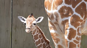32K views · 1.9K reactions | WELCOME TO CHAMPA BAY: Busch Gardens Tampa Bay has a new baby giraffe, Stanley, and he’s named after the Tampa Bay Lightning won the Stanley Cup. After all, he was born at the same time. https://bit.ly/2UXqRTn | WFLA News Channel 8 | Facebook