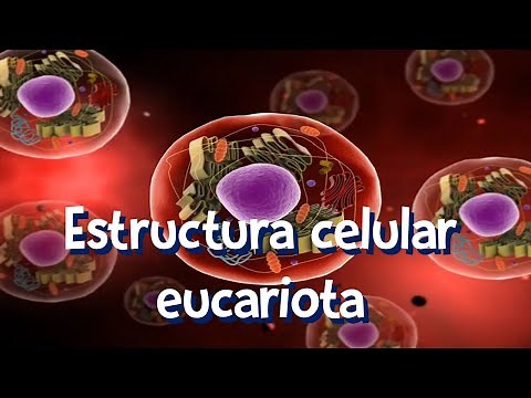 Eucariotas: Estructura celular