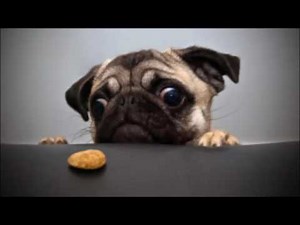 Pavlov and Conditioning