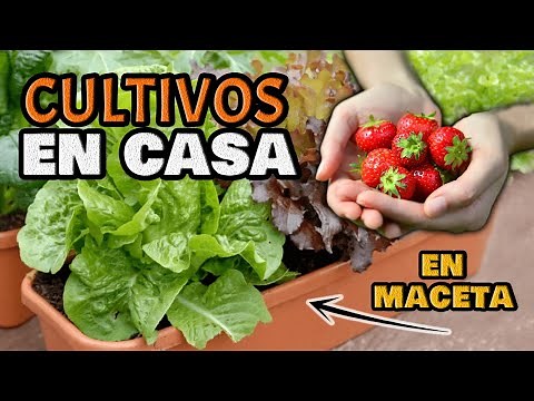 5 FAST, EASY, and BEAUTIFUL Crops | Grow and Sow at Home | Organic Urban Garden